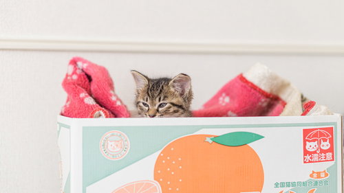 もう七時か、そろそろ主に甘えてやんねぇと。ダンボール箱の子猫