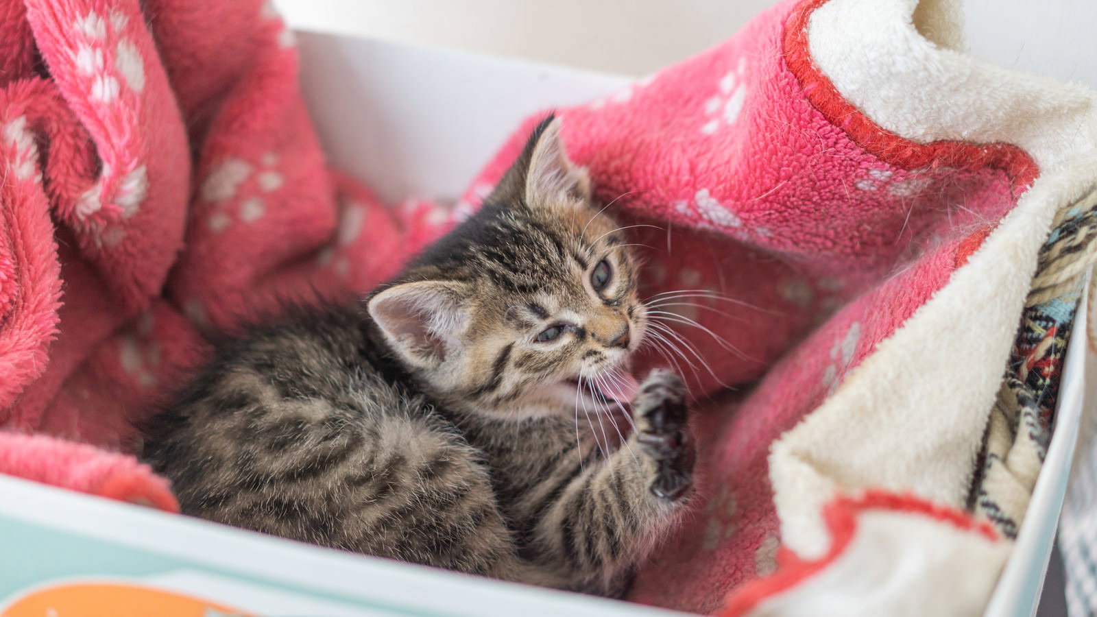 赤いピンクの毛布の上で前足を舐めて毛繕いをしているキジトラ模様の子猫