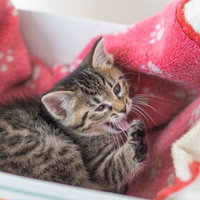 毛布の上で前足をペロペロ毛繕い中の子猫の毛づくろいの写真