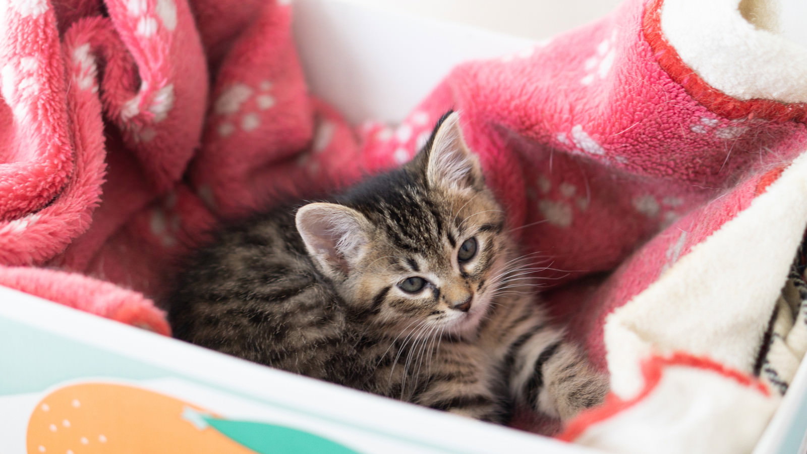 ピンクの布が敷かれたダンボール箱から顔を出すキジトラの子猫