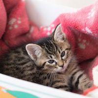 ピンクの毛布の上で寝起きの縞模様の子猫の寝顔の写真