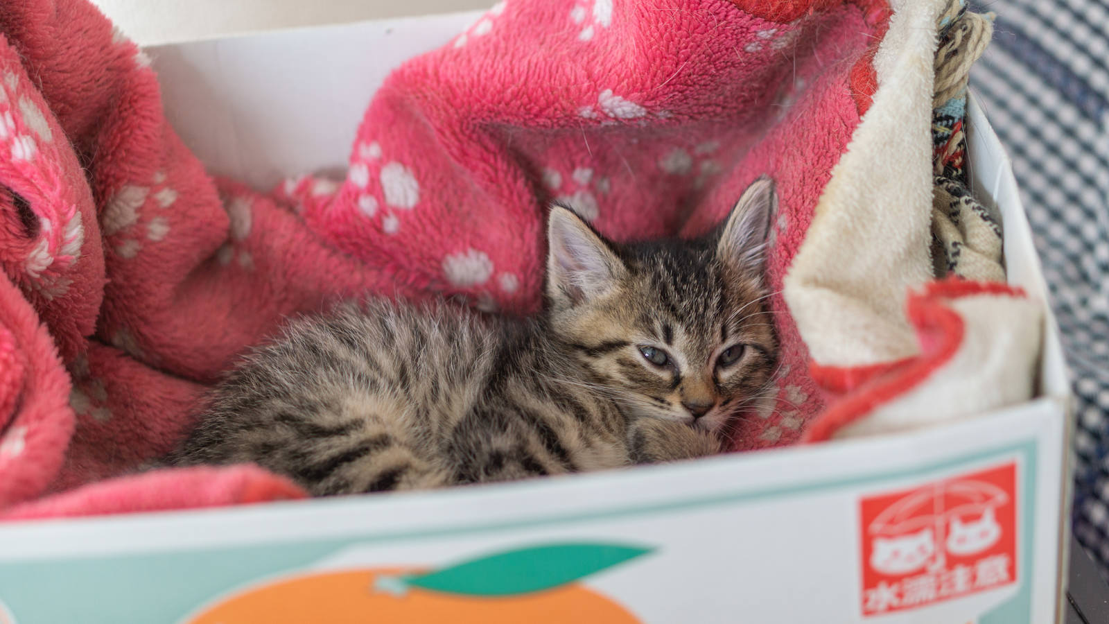 白いケースの中で眠そうにしているキジトラ柄の子猫