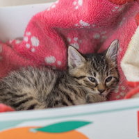 あと10分寝かせてほしいダンボール箱の中で眠る子猫の写真