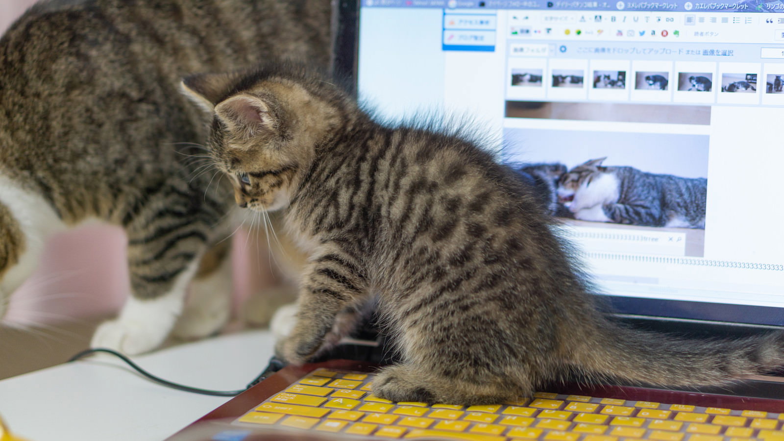 ノートパソコンのキーボードの前に座る茶色のトラ模様の子猫
