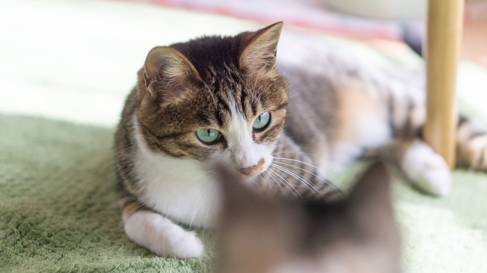 緑色のマットの上でこちらを見つめるキジトラ柄の猫と背景の白い子猫