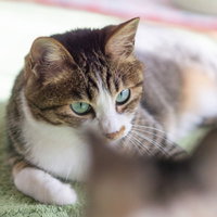 親猫に睨まれる子猫。キジトラ柄の親猫とペットの関係の写真