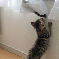 親猫のように窓際に乗りたいキジトラの子猫の写真