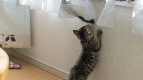 親猫のように窓際に乗りたいキジトラの子猫
