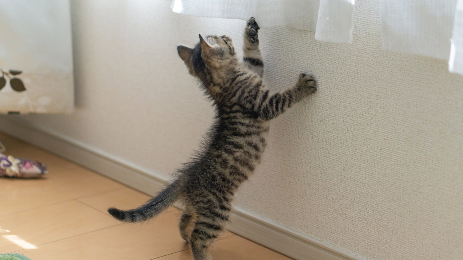 室内で後ろ脚で立ち上がり前脚を上に伸ばして背伸びをするキジトラ模様の子猫