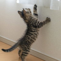 外の様子が気になって立ち上がる子猫の後ろ姿の写真