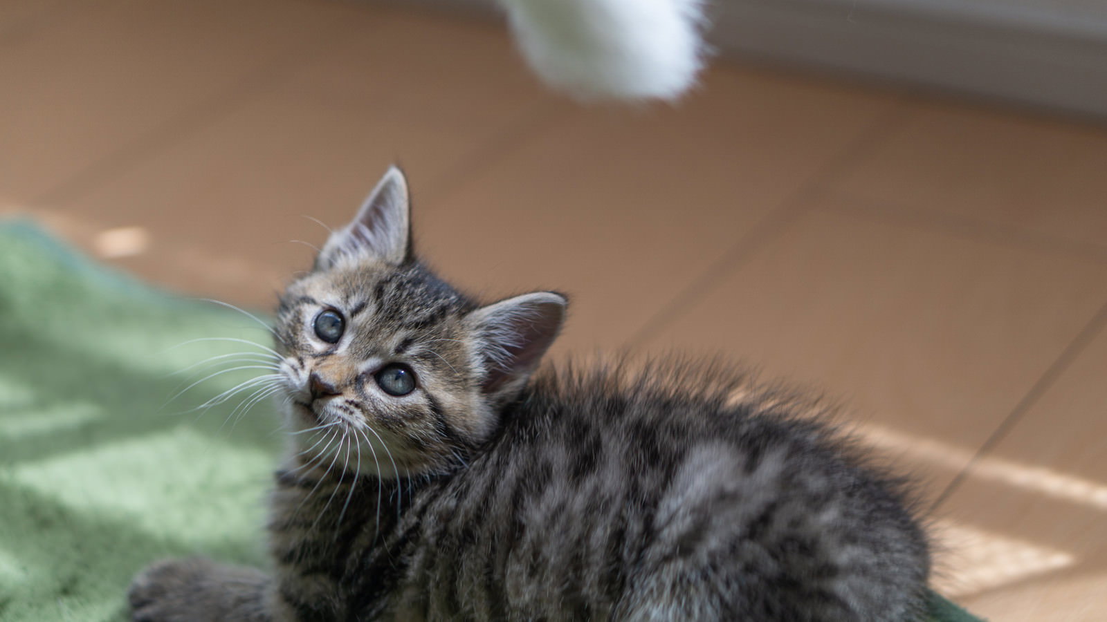 キジトラ模様の子猫が室内で猫じゃらしに興味を示している写真