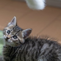 猫じゃらしに反応するキジトラの子猫の写真