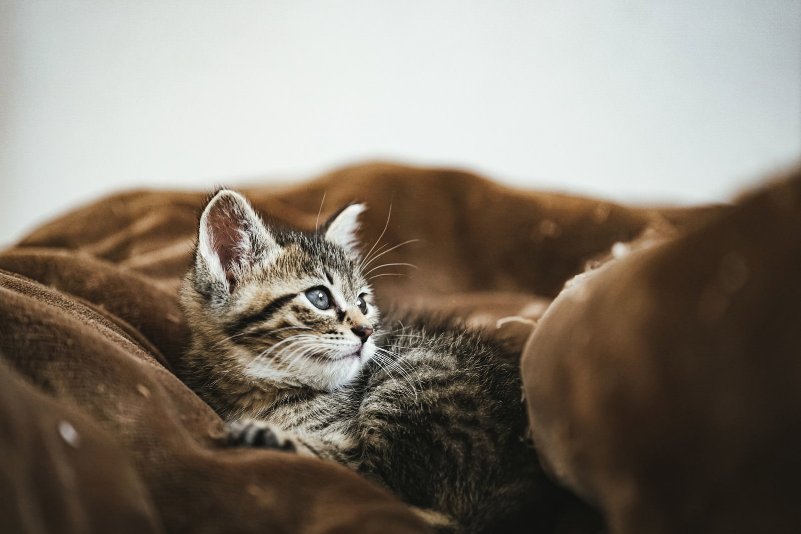 毛布の上で起き上がるキジトラの子猫