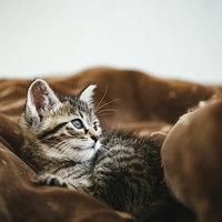 毛布の上で起き上がるキジトラの子猫の朝の写真