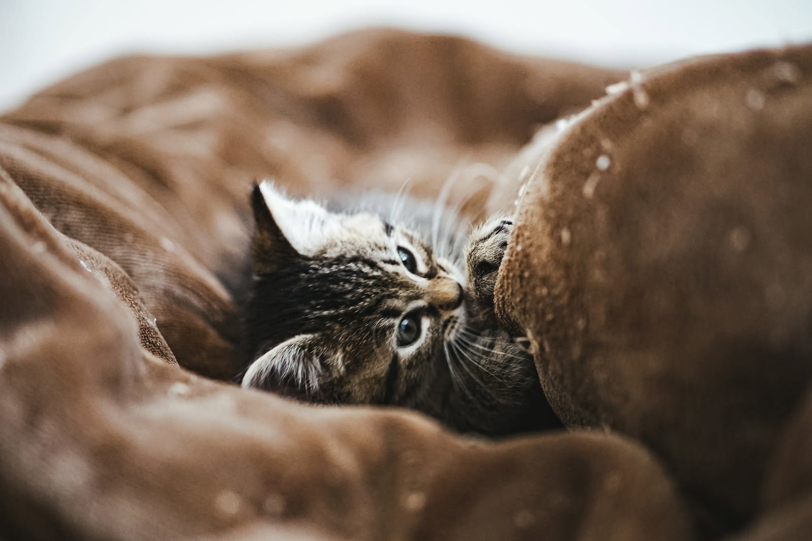 ベージュ色の毛布に包まれて横たわる茶色の縞模様の子猫