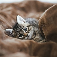 ごろ寝したそうに見つめてくるうるうる子猫の写真