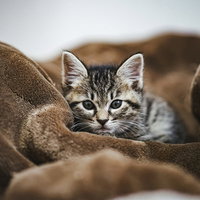 まだ寝ないの？モーフで待つ眠い子猫のソファータイムの写真