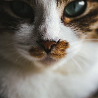長く伸びた白い髭が目立つ猫の顔アップ写真の写真