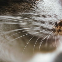 白い猫の長く伸びた髭をアップで捉えた口元の写真