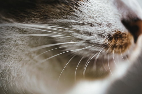 白い猫の長く伸びた髭をアップで捉えた口元