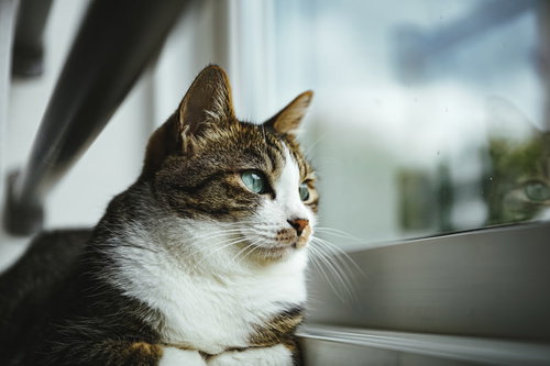 雨降りそうだにゃん、窓際でくつろぐ茶白の猫