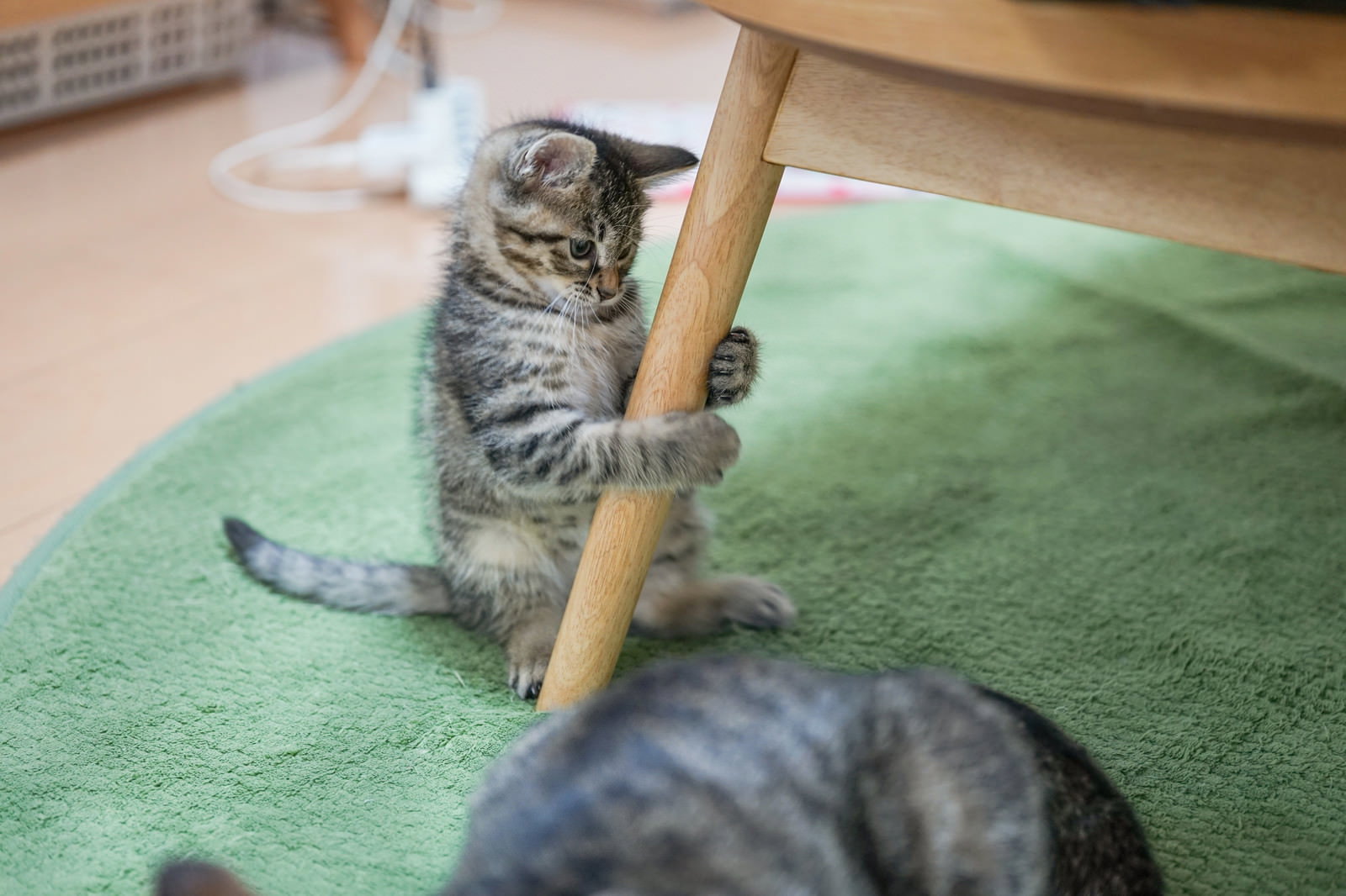 木製の椅子の足にしがみ付く縞模様の子猫と近くにいる親猫