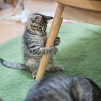 親猫に相手されずに椅子の足にしがみ付く縞模様の子猫の写真