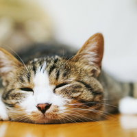 床暖房の上でうとうとする猫、気持ちよさそうなリラックス姿の写真