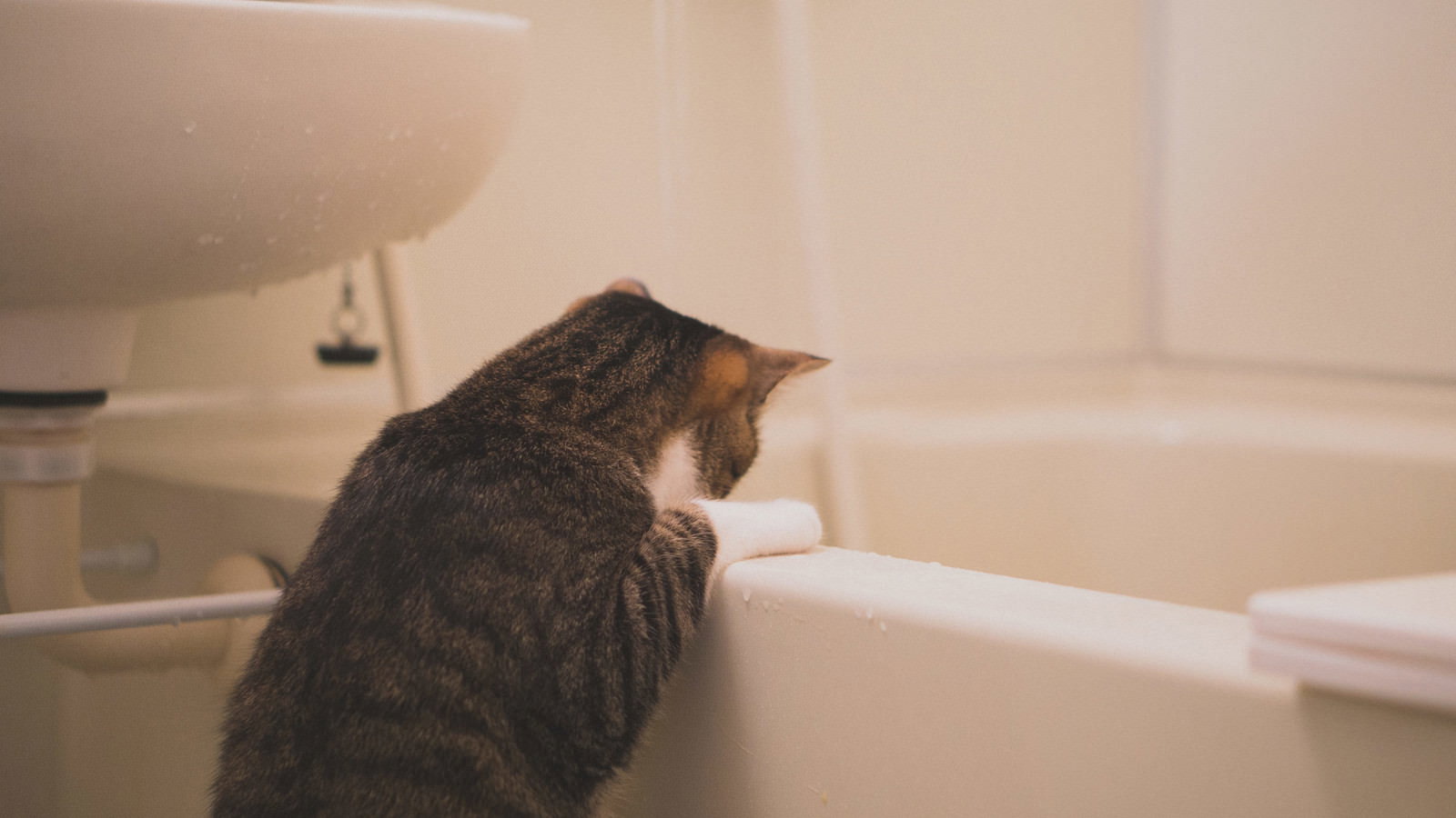 浴室のユニットバスを覗き込むキジ白模様の猫
