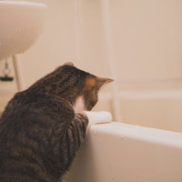 浴槽にお湯が溜まっていくのを覗き込むキジ白猫の写真