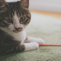 忙しいので後にしてもらえますか（キジ白猫）の写真