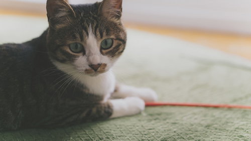 忙しいので後にしてもらえますか（キジ白猫）