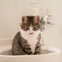 お風呂を嫌がり警戒するキジ白猫の不安そうな表情の写真