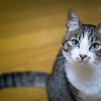 何言ってんだこいつと思わせるキジ白猫の無表情の写真