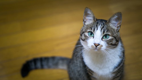 何言ってんだこいつと思わせるキジ白猫の無表情