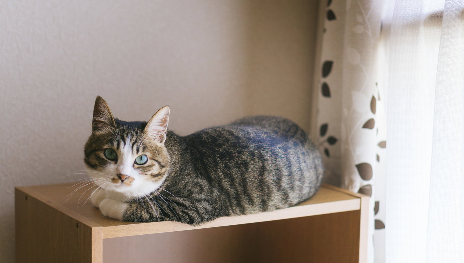 木製の棚の上でリラックスしているキジトラ猫