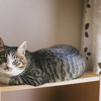 棚の上で写真写りを気にするキジトラ猫の日常風景の写真