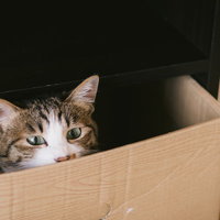 ダンボールの中に入ったまま出られなくなったキジ白猫の写真