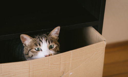 ダンボールの中に入ったまま出られなくなったキジ白猫