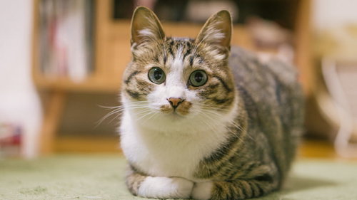 青空と埠頭を歩く親子のシルエット