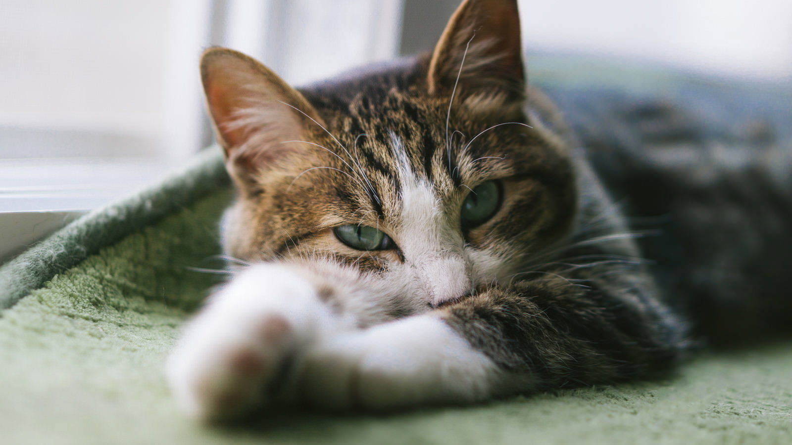 緑の毛布に顔をうずめて眠そうにこちらを見るキジ白猫