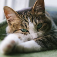 明日から本気出すにゃんこ、緑の毛布で二度寝中の写真