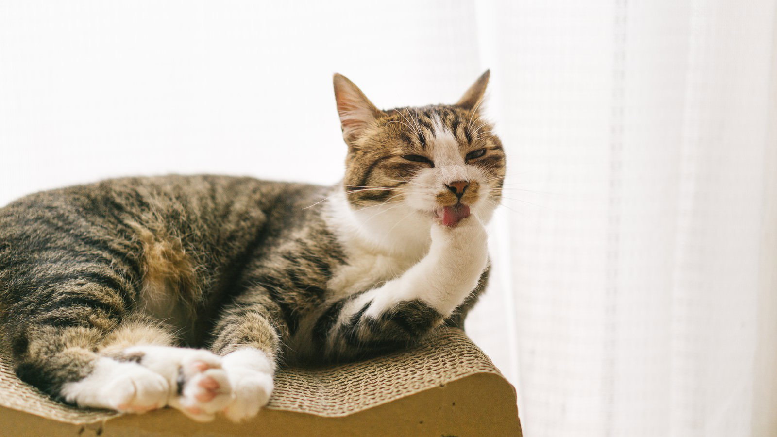 茶色と白の縞模様の猫が前脚を舐めて毛づくろいしている様子