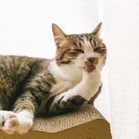 前脚をペロペロと舐めるキジ白猫の毛づくろいの写真