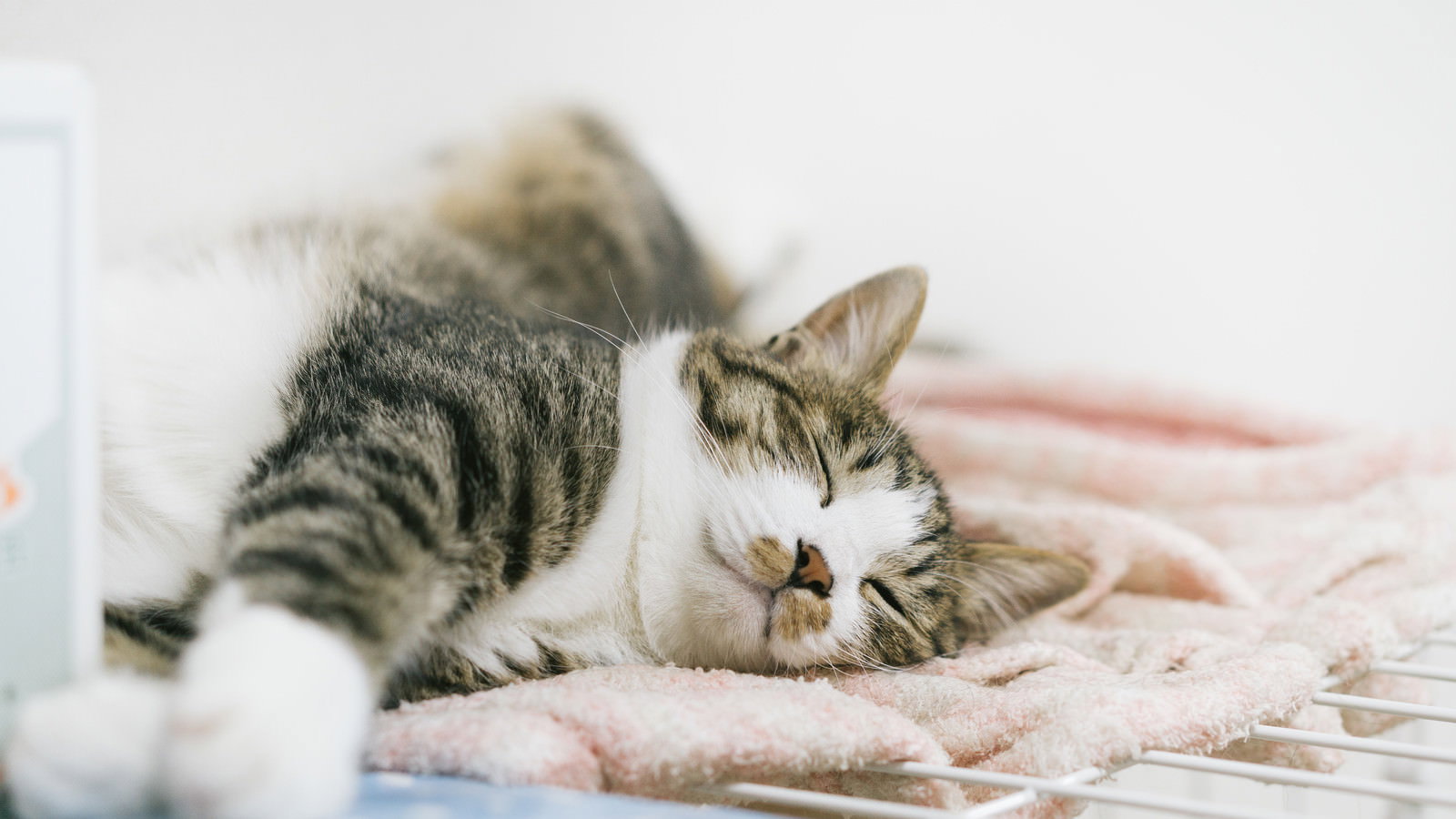 柔らかな布団の上で眠そうな表情を見せるキジ白猫