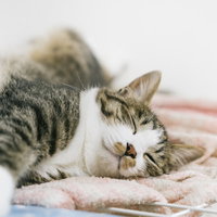 柔らかな布団の上で眠るキジ白猫の寝顔と毛並みの写真