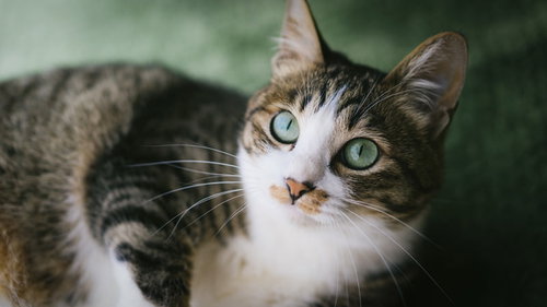 ご主人の顔色をうかがうキジ白猫の警戒した表情