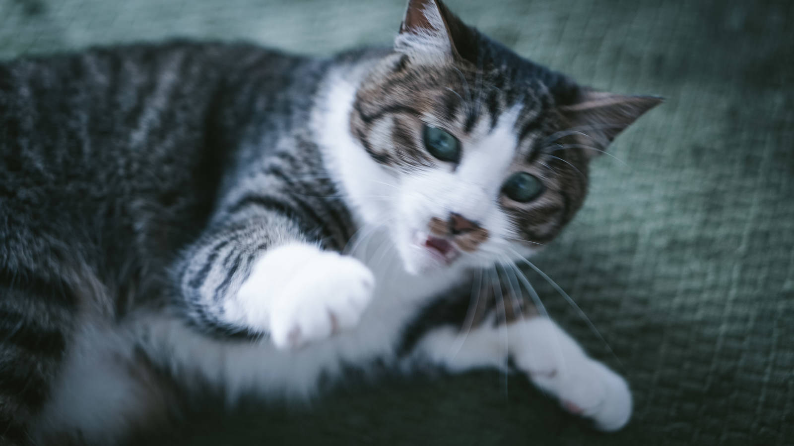 何かに驚いて身を縮めて逃げようとしている三毛猫の子猫
