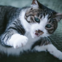 敵前逃亡する三毛猫の子猫が怯える瞬間の写真