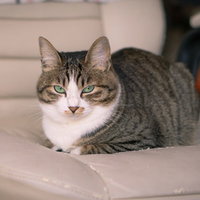 ここはどかんぞ、ソファーを占拠して伏せる猫の写真